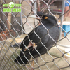 304 316 Edelstahl-Seilmaschennetz f&uuml;r Zoo-Maschenvogelk&auml;fig-Vogelhausnetz