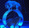Rete in corda di acciaio inossidabile per parco divertimenti/rete protettiva per circo di animali