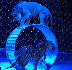 Rete in corda di acciaio inossidabile per parco divertimenti/rete protettiva per circo di animali